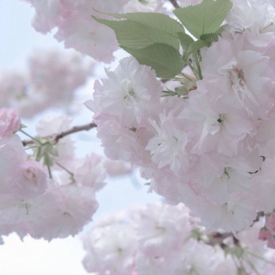 Furry数字绘画入门指南FurryQQ群